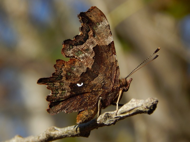 Polygonia c-album : le ultime ...
